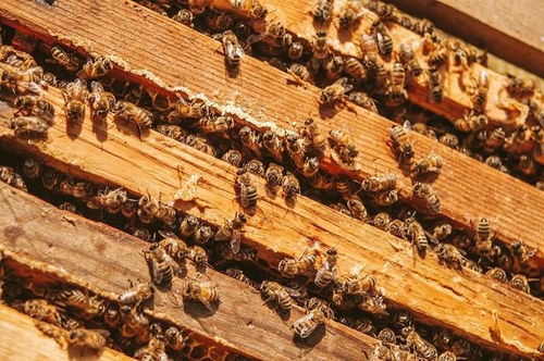 蜜蜂养殖,跟老师傅学习调节蜂路,通过蜂群对比,我悟了养蜂道理