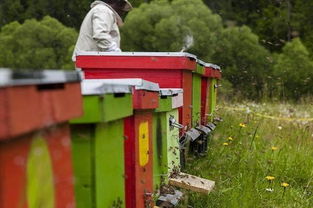 蜜蜂养殖技术 分蜂热的讨论 下