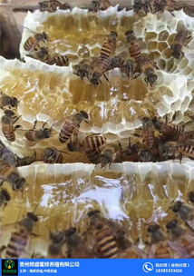 遵义蜜蜂养殖,蜜蜂养殖,贵州蜂盛