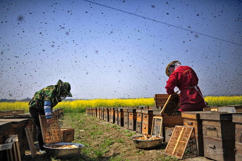 职业养蜂人 带着蜜蜂全国飞