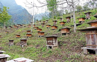 养蜂春繁 中蜂春季管理的主要工作