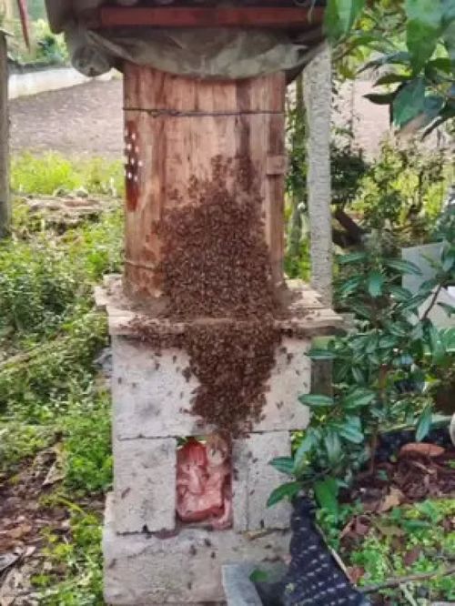 养蜂不要种,只要多放诱蜂桶 蜜蜂养殖 蜜蜂养殖技术