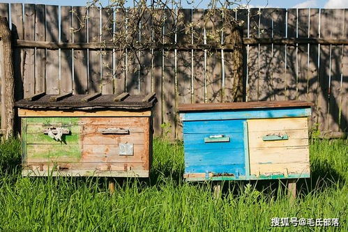 蜜蜂养殖技术 根据不同蜜源状况防止自然分蜂的三种人工分群方法